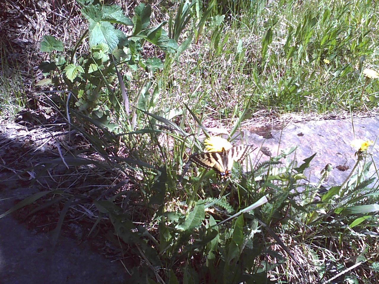 butterfly_on_dandilion