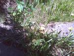 butterfly_on_dandilion