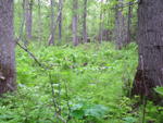 SAM_0066
